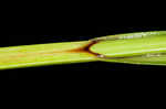 Hairyfruit sedge